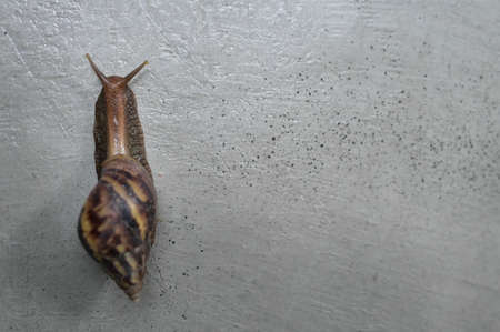 Snail, Land snail, terrestrial pulmonate gastropod molluscs climbing on the cement wall with copy space.の写真素材