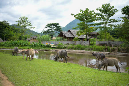 Thai buffalo stained near the river with mountain background,funny animal,Buffalo in the countryside...