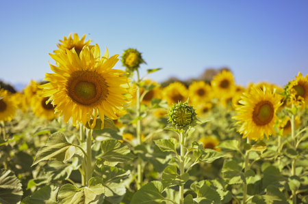 Close up of sun flower against a blue sky on vintage warm tone.の写真素材