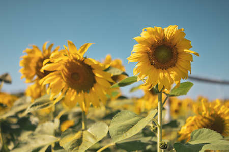 Close up of sun flower against a blue sky on vintage warm tone.の写真素材