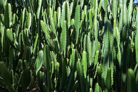 DETAIL VIEW OF THE CARDON CACTUS IN SUMMER WITH RICH BLUE GREEN AND TORQOUISE COLORSの写真素材