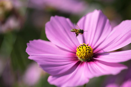 Flying bee over the pink flowerの写真素材