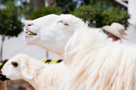 sheep eating grassの写真素材