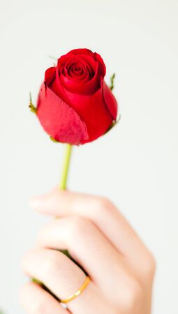 beautiful red rose in woman's handの写真素材