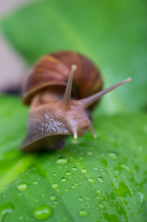 snail on the leaf in the rainy dayの写真素材