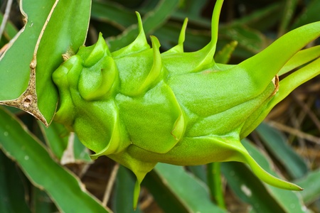 Dragon fruit is not ripeの写真素材