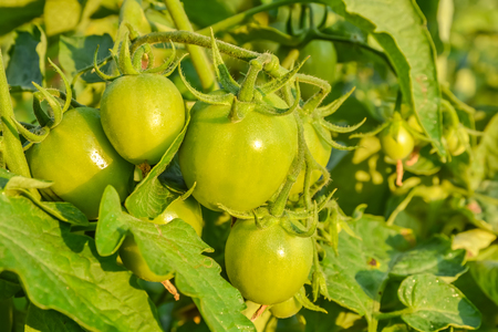 Fresh green tomato a growing in the gardenの写真素材