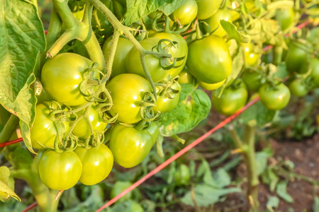Fresh green tomato a growing in the gardenの写真素材