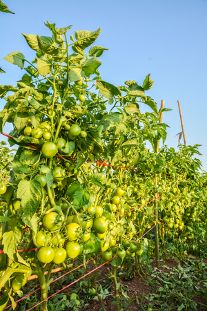 Fresh green tomato a growing in the gardenの写真素材