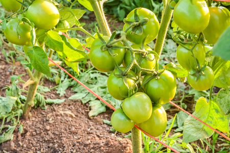 Fresh green tomato a growing in the gardenの写真素材