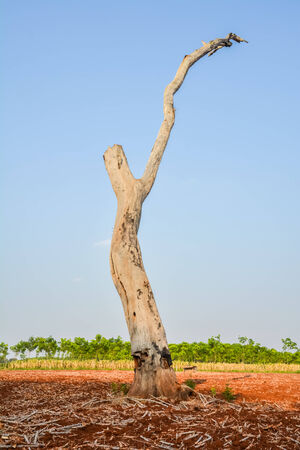 Dead trees on the groundの写真素材