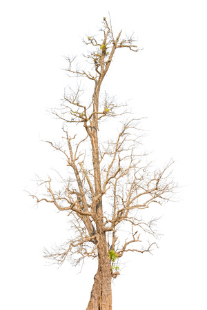 Old tree in autumn with no leaves, isolated on white backgroundの写真素材