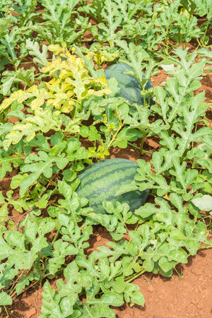 Water melon in farmの写真素材