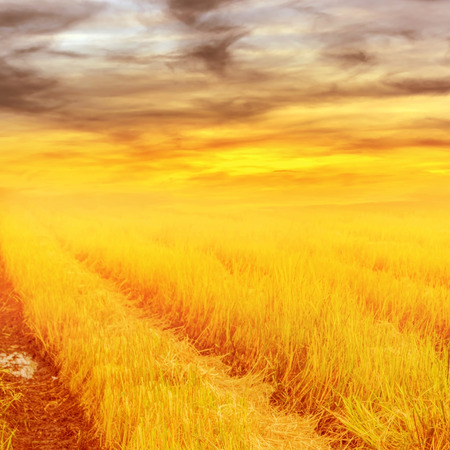 view of rice fields after harvest with the sky in sunsetの写真素材