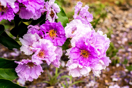 Inthanin, Lagerstroemia floribunda flowerの写真素材