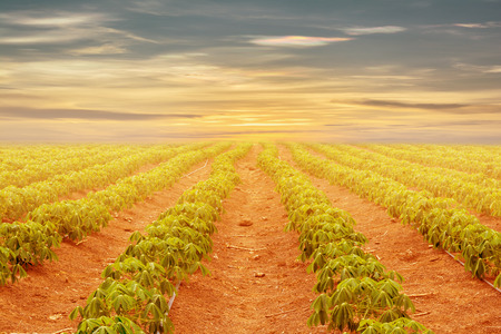 cassava garden with sky in the eveningの写真素材