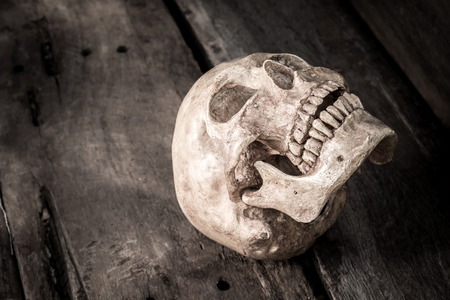 still life with skull human on old woodenの写真素材