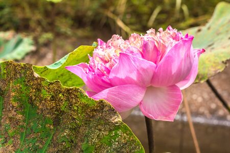 pink lotus flower in the poolの写真素材