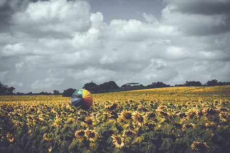 A couple of male and female holding multicolored umbrella in sunflower field and raincloud skyの写真素材
