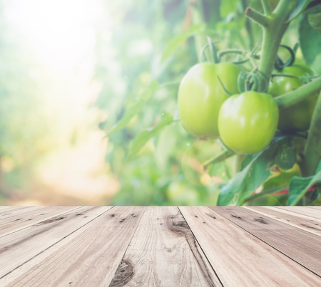 wooden floor in front of abstract blur color tomato garden backgroundの写真素材