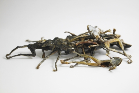 Dried frog isolated on white background. Dried body of small green frog isolated. Frog Skeleton