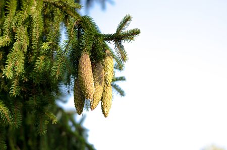 Bump on fir-tree branches