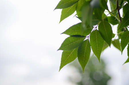 The leaves of the tree