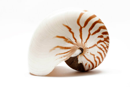 nautilusの写真素材