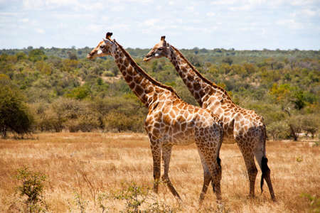 giraffeの写真素材