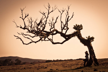 single tree