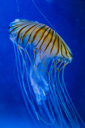 some jellyfish with the ocean in backgroundの写真素材