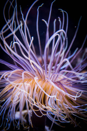 coral as a part of a coral reefの写真素材