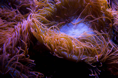 coral as a part of a coral reefの写真素材