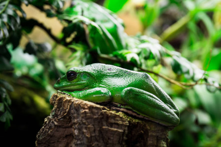 a close-up of an huge single frog sittingの写真素材
