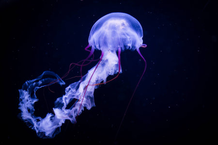a huge single jellyfish in dark waterの写真素材