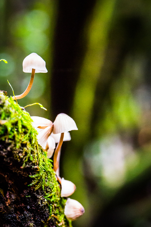 some really beautiful tiny mushrooms macro captureの素材 [FY310121626129]