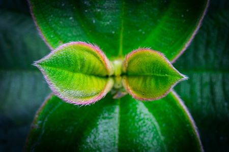 a wallpaper of some leaves macro capture