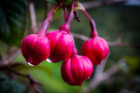 a beautiful red blossom macro capture in soft light