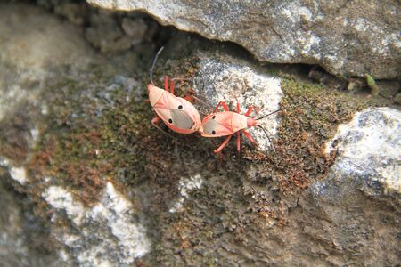 couple insect