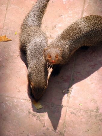 A pair of wild mongoose on a floor.の写真素材