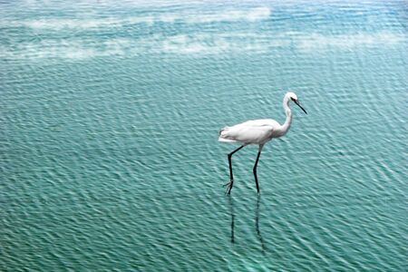 A heroin searching for fish in water.の写真素材