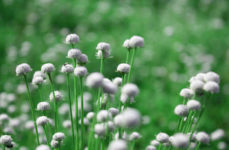 A background of beautiful flowers in the tropical meadows.の写真素材