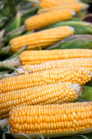 Fresh corncobs for sale at a farms shop.の写真素材