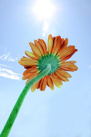 A metaphorical image of an orange flower facing the sun, harnessing the solar power.の写真素材