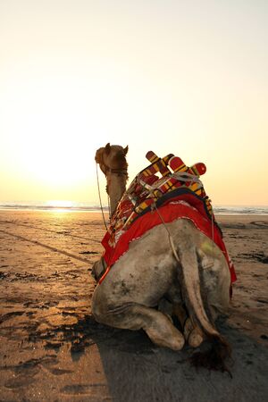A camel enjoying a sunset on the beach.の写真素材