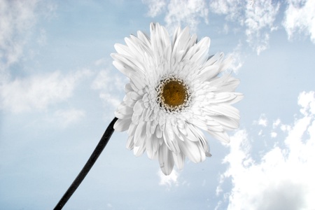 A white flower on a sky background symbolizing divinity.の写真素材