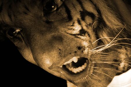 A portrait of a tiger monster / werewolf, snarling angrily.の写真素材