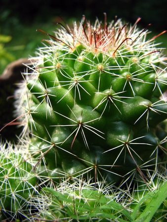 A closeup detailed view of a small cactus plant.の写真素材