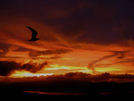 A silhouette of a bird flying accoss story skies at the time of sunset の写真素材