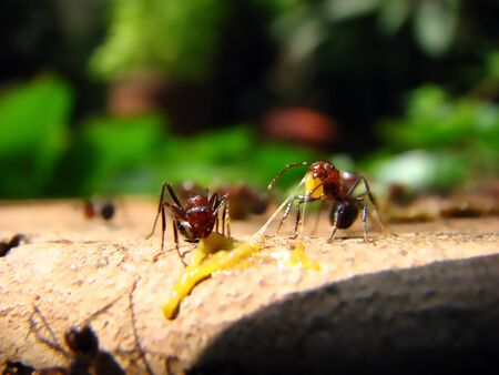 Two ants fighting over the meat of a pupae they killed.の写真素材
